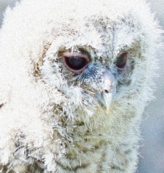 TAWNY%252520OWL%252520stretch_edited_edited_edited.jpg