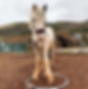 Screenshot_2020-02-27_bbc_(_bluebluecob)